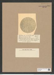 Actinocyclus oceanicus Rattr. (de-Toni-Nr.: Genus 195, Species 4753) Zeichnungen Sammlung Grunow Nr. 8391 (NHMW-BOT-W0377823)